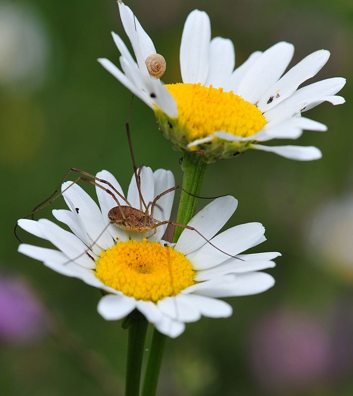 La vita in un fiore: terza parte